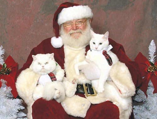 teratomarty:  unimpressedcats:  who is this fat man and why is he holding me?  Kitty