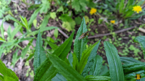 Golden Dung Fly - Scathophaga stercorariaThe more Flies I find while out looking for insects, the mo