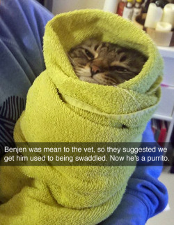 tastefullyoffensive:  He’s an angry purrito.