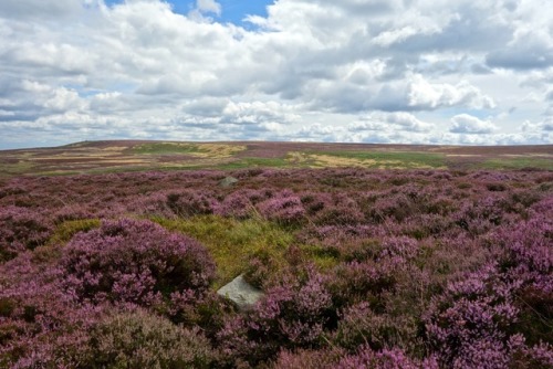 Heather in bloom on Ilkley Moor