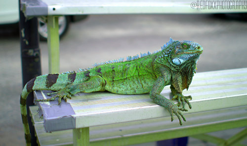 Made a new friend while I was there. I wish I could’ve brought him home with me.
Curaçao 2016