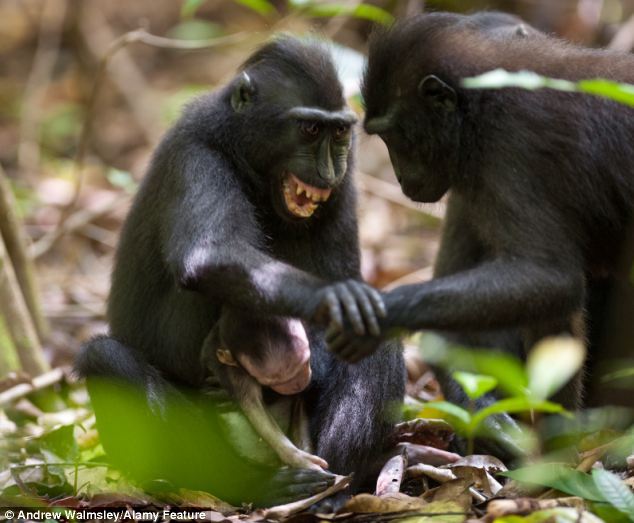 sixpenceee:  The grief-stricken macaque mother spent days carrying around her dead