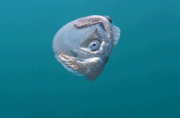 bogleech:dynamicoceans:The paper nautiluses, Argonauta sp., are not nautiluses at all, they are octo