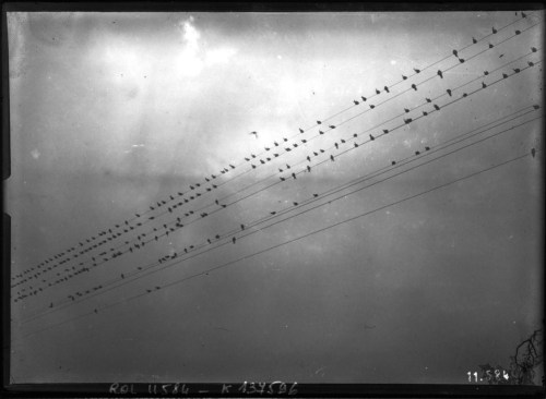 Rassemblement d'hirondelles sur des fils électriques, photographie de presse, Agence Rol, 191