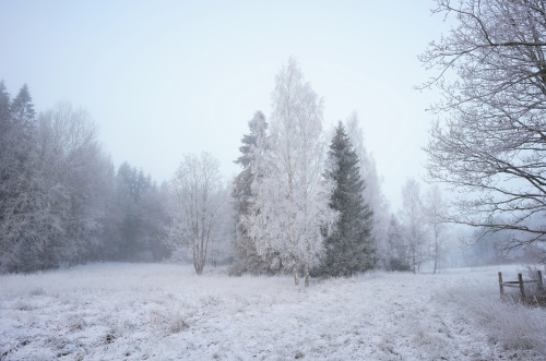 Frosty morning.