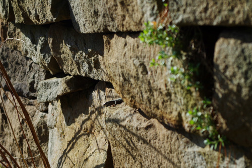 Spotted this little one, probably a Podarcis muralis, the common wall lizard. And also a Muscari sp.