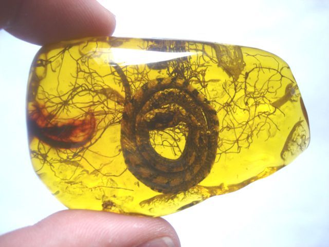 pearl-nautilus:Ancient Amber - baby snake - 50 million years old / Mineral Friends