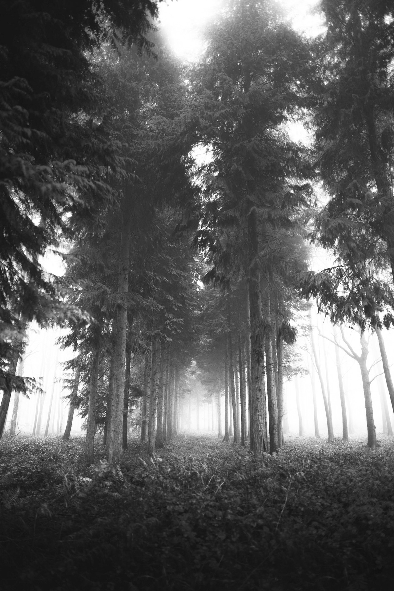 frederick-ardley:  Forests and Trees Pt. IPhotographed by Frederick ArdleyInstagram