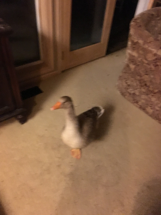 someponys-scribbles:  glenn-griffon:  picaso:  picaso:  i am sitting on the couch, i hear tapping on the door behind me, i turn around and see this what do i do   he is here….  Here come dat boid  oh shit waddle up! 