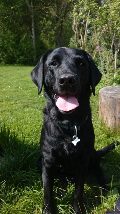 handsomedogs:My lab Coco, before and after being told what a good girl she is!
