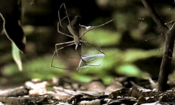 glumshoe:Ahh, a gladiator spider! Thinking outside the web.