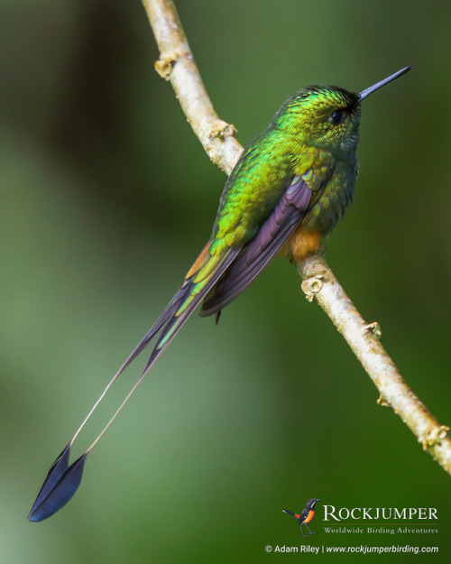 rockjumperbirdingtours:Photo of the Day – The Peruvian Racket-tail (Ocreatus peruanus) is a sp