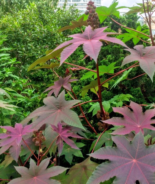 Castor Bean Plants (Ricinus communis), United States National Botanical Garden, Washington, DC, 2015