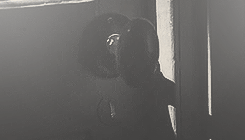 fairestcharming:  “The odd thing is, Harry,” he said softly, “that it may not have