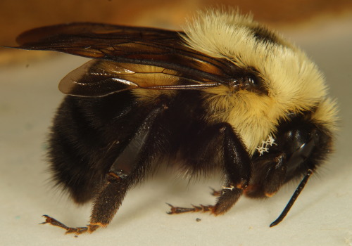 nycbugman: Bombus bimaculatus- Two-Spotted Bumble Bee