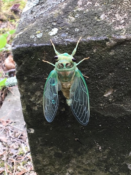 siranthonystank:appalachianetiquette:thenoraninja:appalachianetiquette:Saw this cool bug in the grav