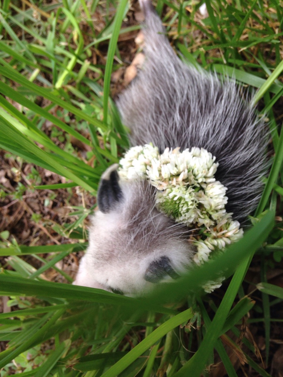 khrysdiebee:  fujoshiranger:  I’ve been taking care of an opossum. I’ve named