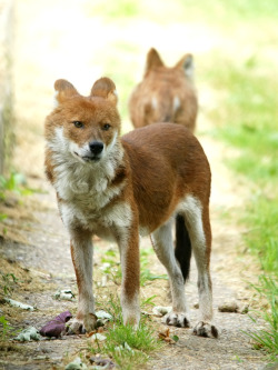 rhamphotheca:   Endangered Canids:  Dholes