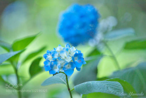 Rainy Season - Hydrangea - by benymd0114