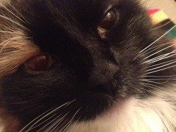 irresistible-revolution:  Freya cat