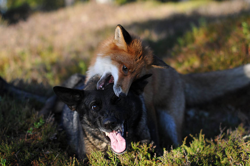 snow-white-raven-black:  phototoartguy:  The adorable and unlikely friendship between