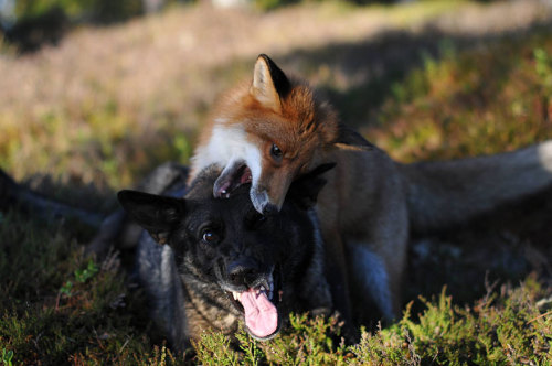 fakehouseresidentt:   phototoartguy: The adorable and unlikely friendship between a fox and a dog that’s being turned into a children’s fairytale book Photographer Torgeir Berge  Oh no. 