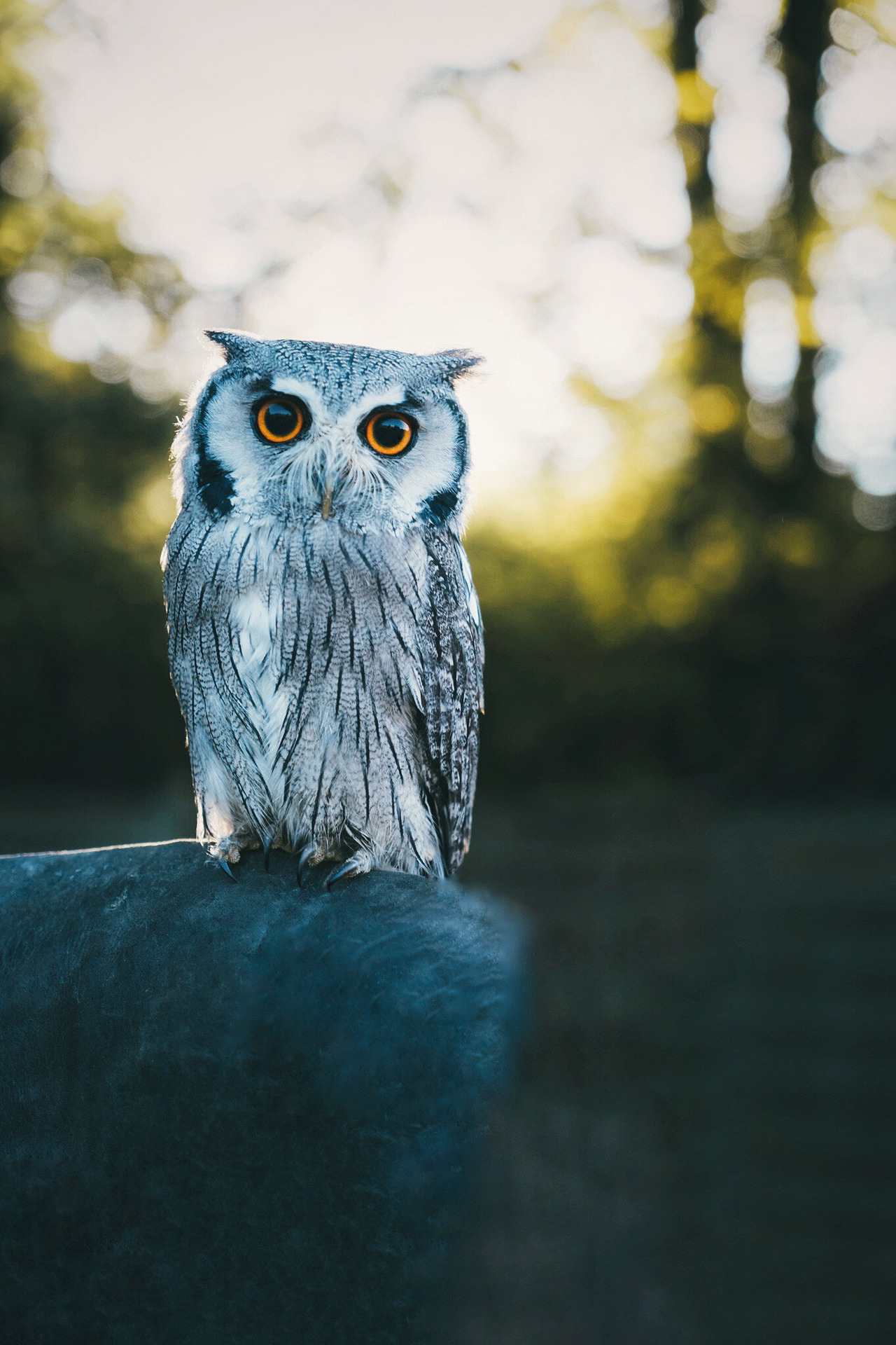 j-k-i-ng:  “White-faced Owl“ by | Patrick Monatsberger