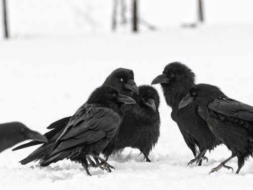 ravensbeak: Playful Ravens by Mika Honkalinna