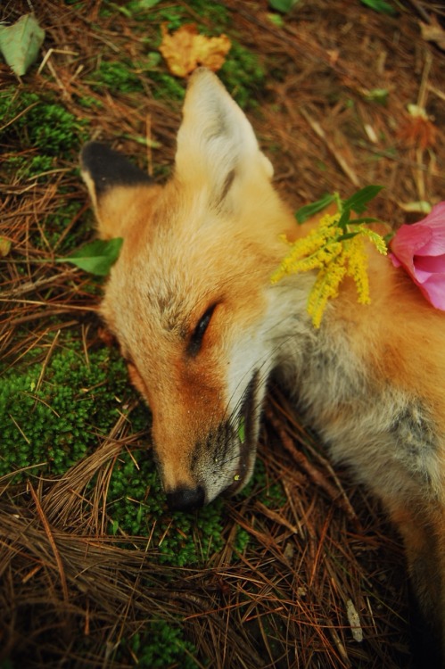 spiritbreather:three summers later & i have found a grown fox. the summer of 2014, i found a fox