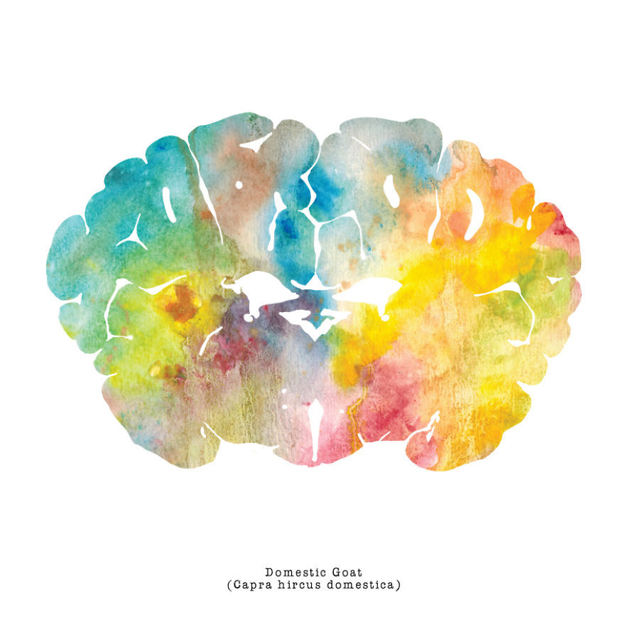 artagainstsociety:  Watercolor Animal Brain Paintings by J. Sayuri