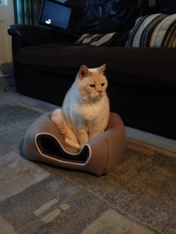 catsareassholes:acerb1a:  Toffee was mad that he couldn’t fit in the kitten house so he squished it  the second cat looking at the camera like “do you see this bullshit?” 