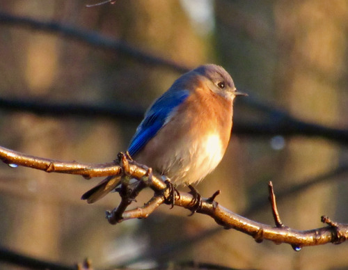 A bluebird I saw this morning. The fog condensing on the twig made his belly feathers wet.