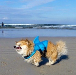 dawwwwfactory:  Rare picture of a furious land shark. Click here for more adorable animal pics!