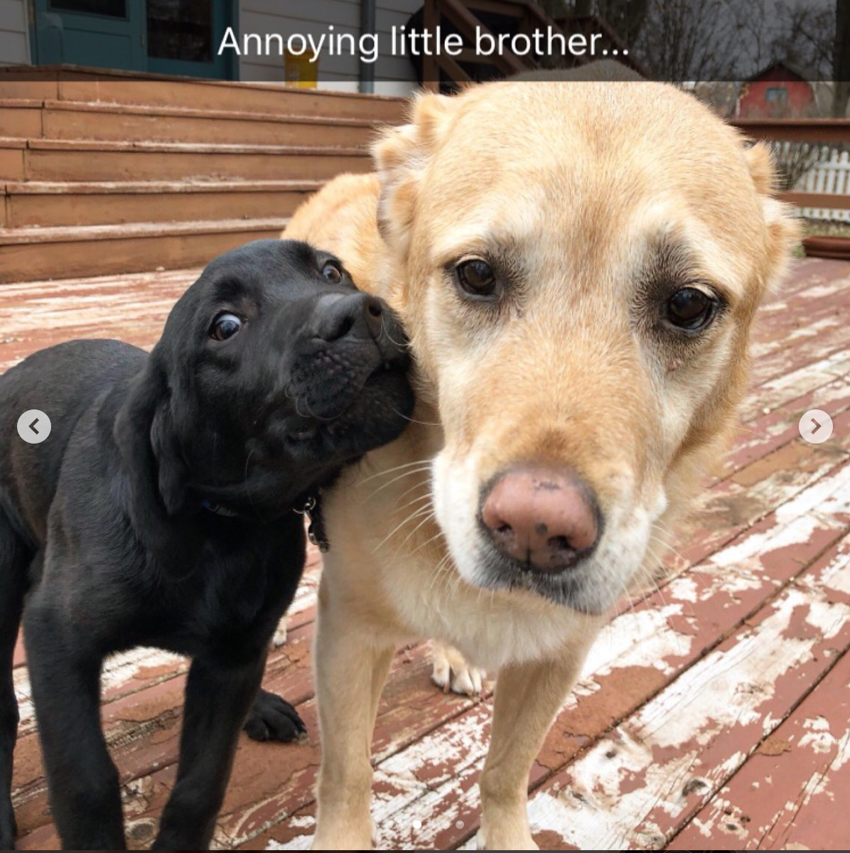babyanimalgifs: Animal snaps
