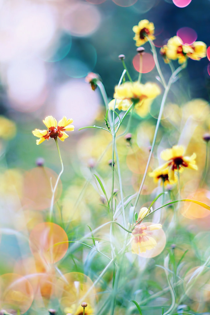 floralls • by Dan