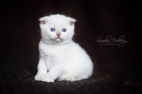 Simba Iceberg Handsome Thranduil ❤ Scottish Fold lilac point kitten is 31 days old (d.o.b. 25.03.201