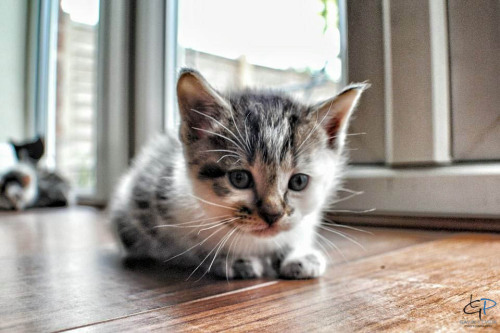 hellomynamesgavin:I enjoy taking photo’s sometimes, i particularly enjoyed photographing kitte