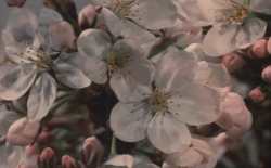 cacophobic:  When the cherry trees blossom