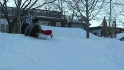 godtricksterloki:  thankgoodnesslovelythings:  copyranter:  sled-jacked by a bulldog.  OMG best GIF of the night.  The damn dog just did a GTA! 10 points!