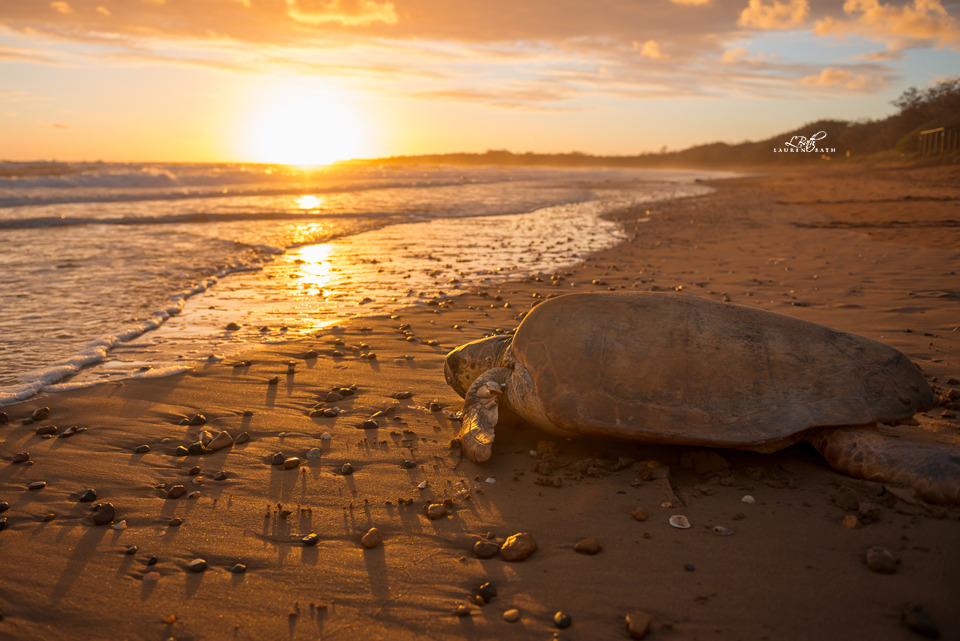 wolverxne:  The largest concentration of nesting marine turtles on the eastern Australian