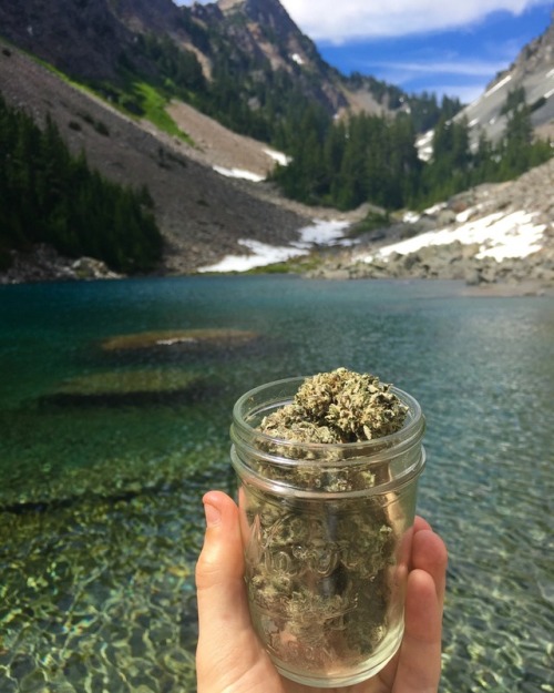 thehighbuddha420: sagex420:  Oregon Raspberry Kush  Just breathtaking