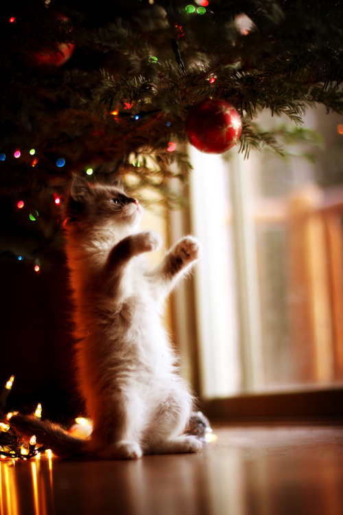 89cats: ..contemplation.. by Leesamaree 