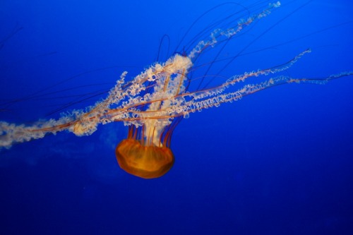 Osaka Aquarium KaiyukanOsaka, Japan