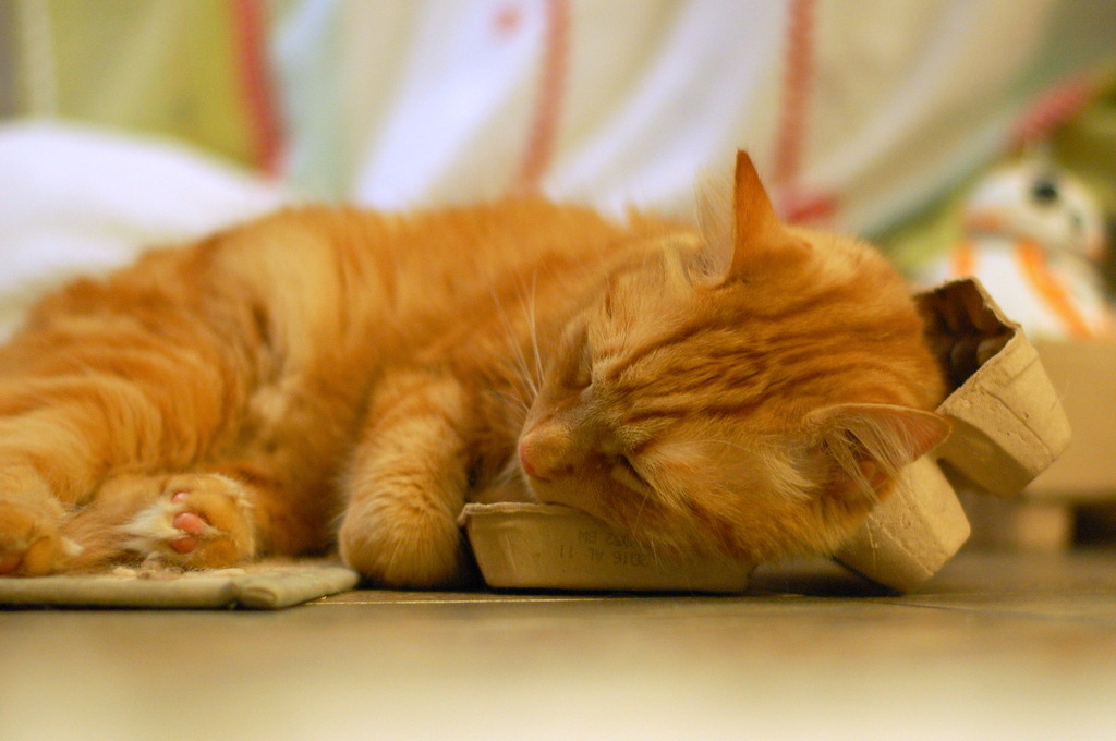 pabuthefirecat:  Simple DIY cat bed   Eat 12 eggs.  Put empty carton on floor  
