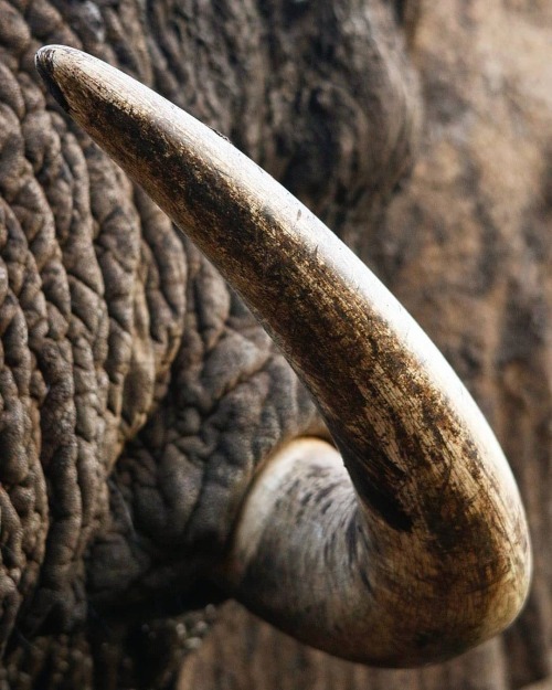 geographicwild:Photo by @kylegroblerphotography Big elephant bull tusk. #wild #nature #ndutu #wildli