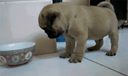 ♡ ♡ ♡ Pugs ♡ ♡ ♡