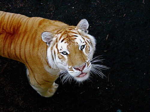 golden tiger