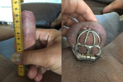 shrinkthatcock:  Left one rock hard and leaking precum….but only 12.5cm still. right one, my current chastity, small one. I want my cock to go down to 1&quot; mimimum, when hard. 