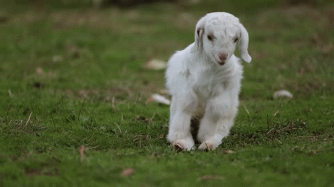 arbeaone:  Frostie the Snow Goat, cared for by Edgar’s Mission Farm Animal Sanctuary.  “If we could live happy and healthy lives without harming others… why wouldn’t we?”  ― Pam Ahern of Edgar’s Mission 