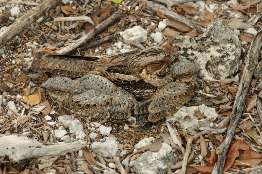 Porn Pics Let’s talk about Nightjars